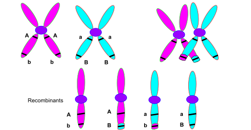 Chromosomal crossover diagram