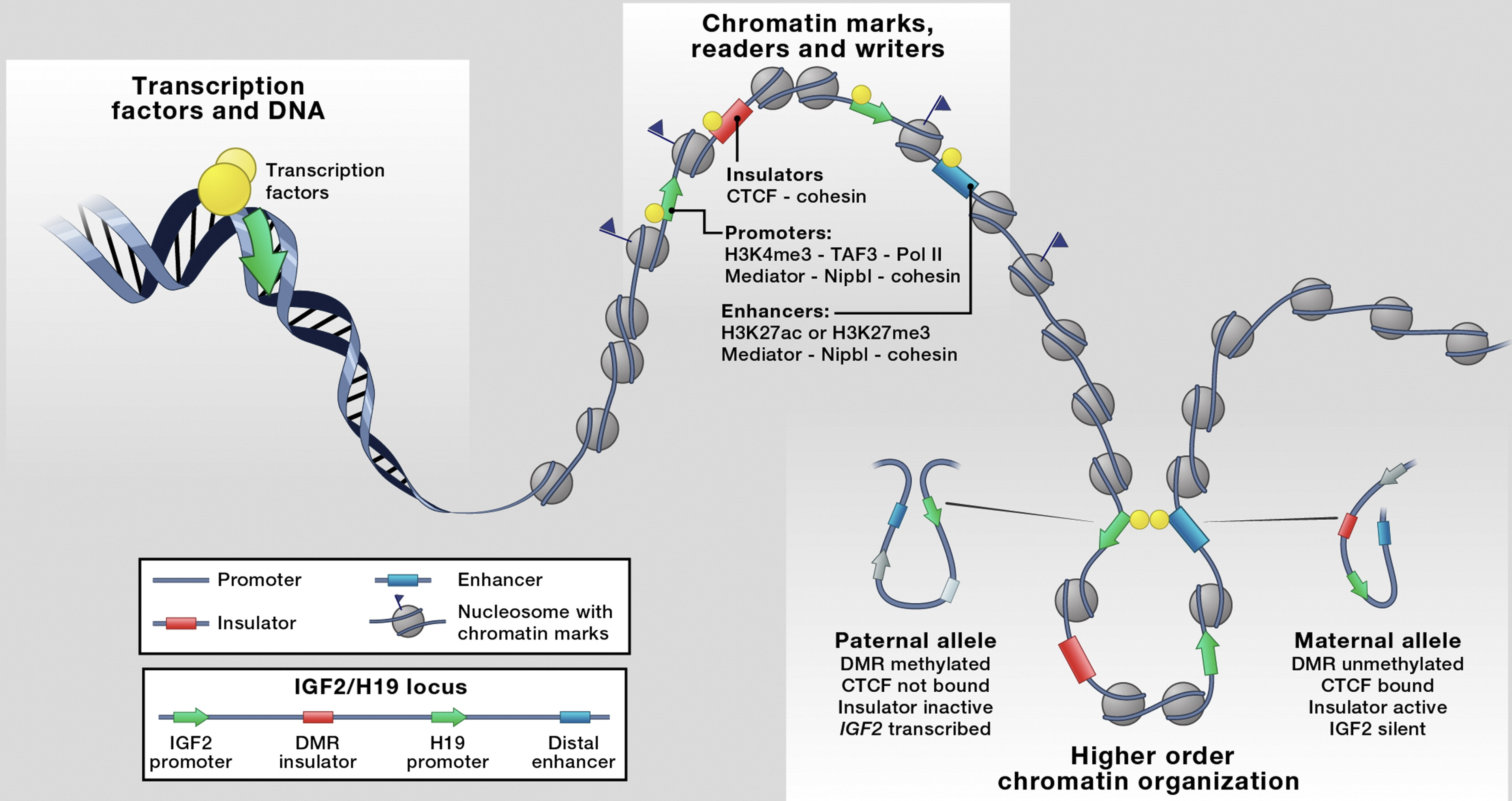 IGF2/H19 chromatin loops