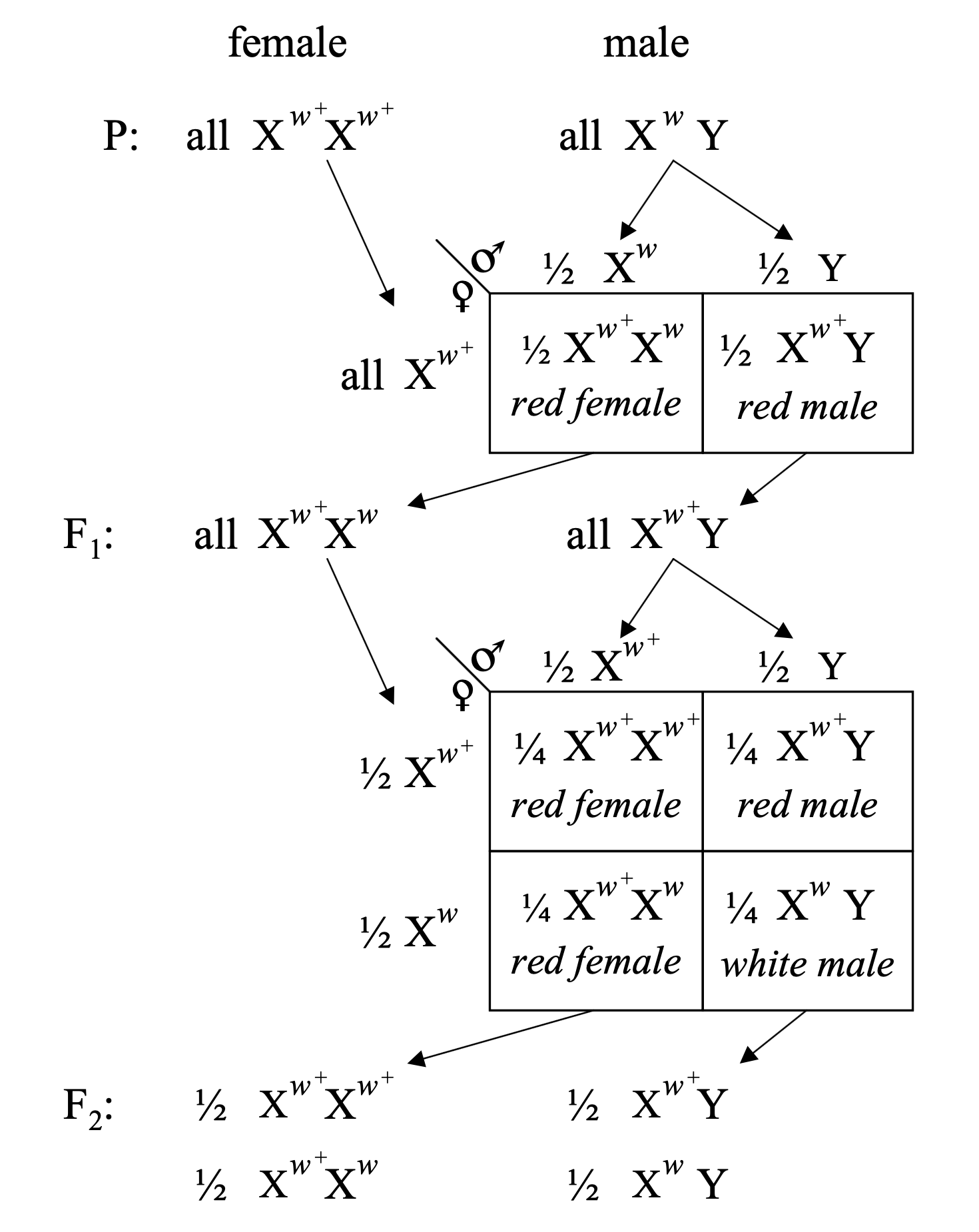 Morgan 1910 Science X-linked inheritance diagram