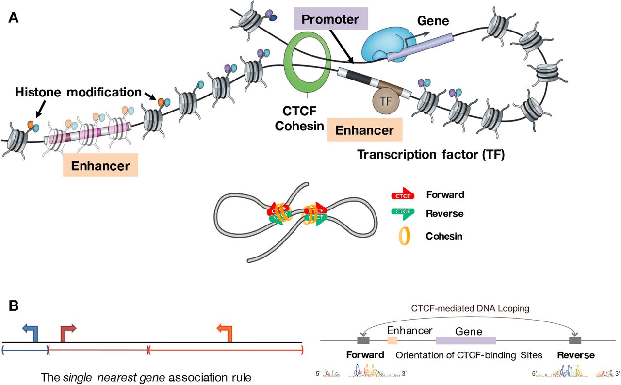 CTCF convergent orientation determines loop formation