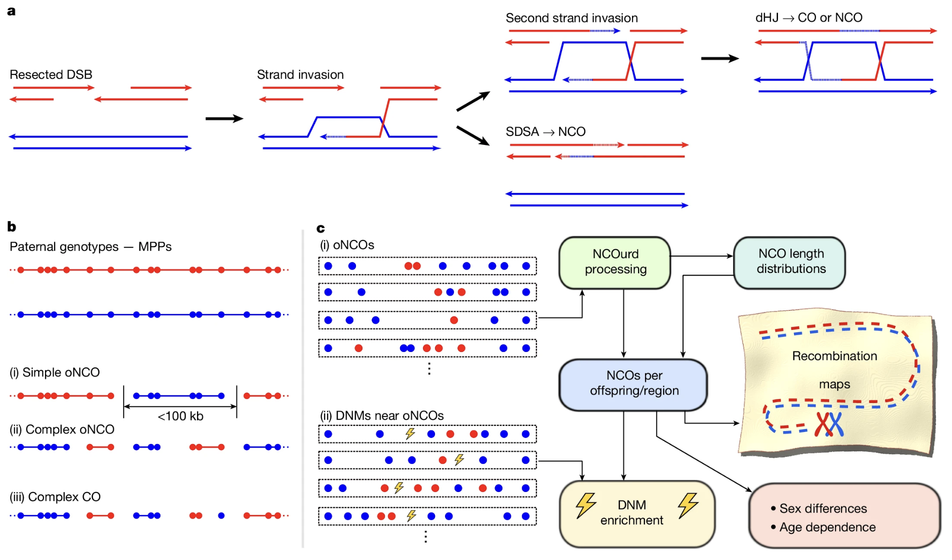 Palsson et al 2025 Figure 1: DSB mechanism and detection pipeline