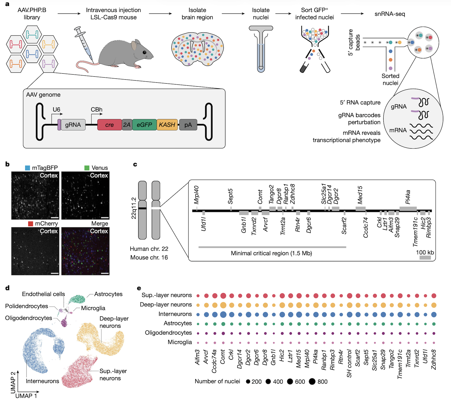 AAV-Perturb-seq in vivo workflow