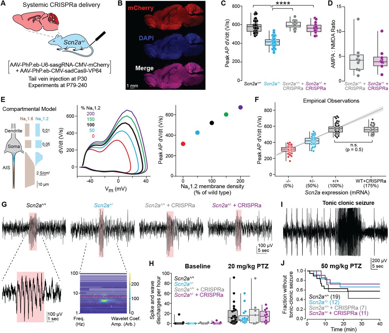 SCN2A expression and sodium current after CRISPRa