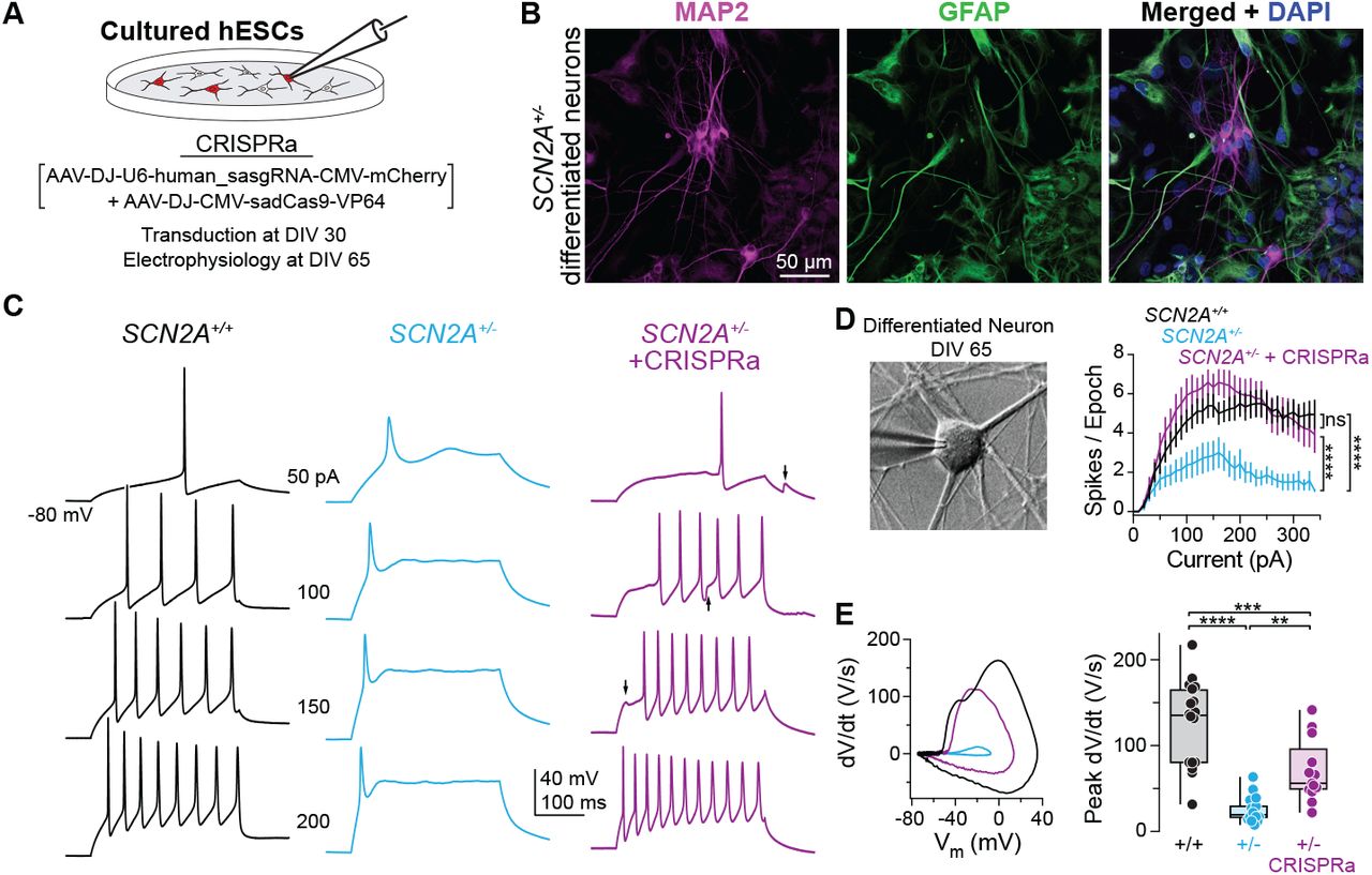 CRISPRa protects against chemoconvulsant-induced seizures