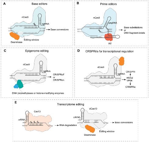 CRISPR toolkit overview