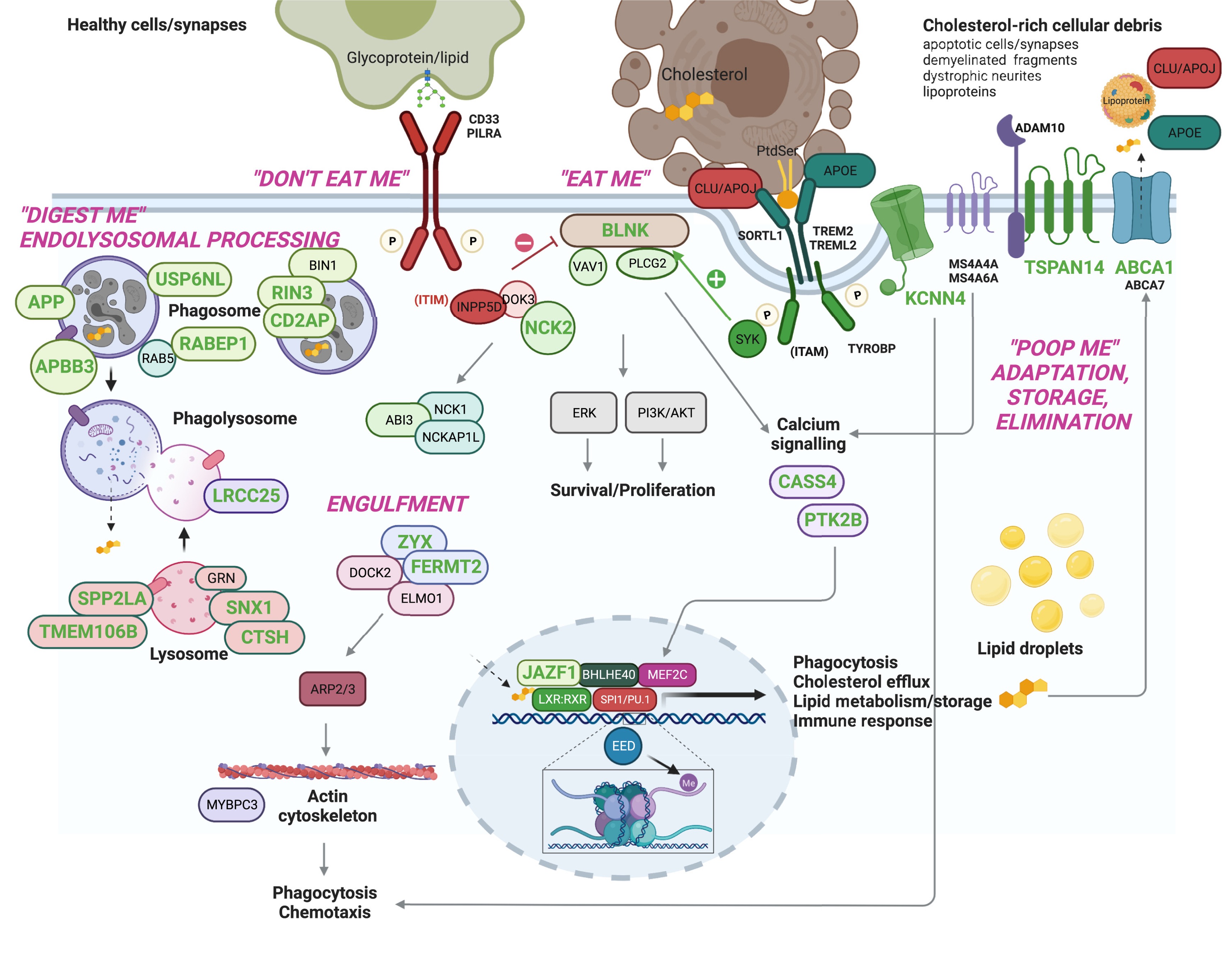 Prioritized AD risk genes converge on microglial efferocytosis pathway