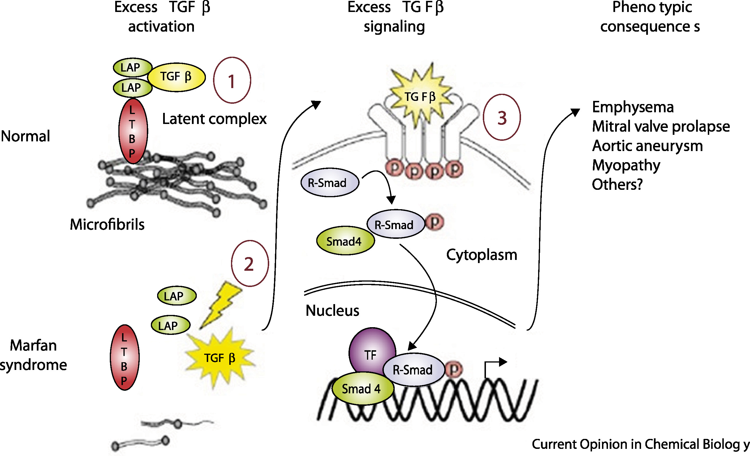 TGF-beta dysregulation in Marfan syndrome