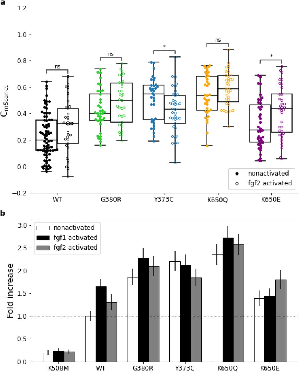 G380R variant shows ligand-independent FGFR3 signaling