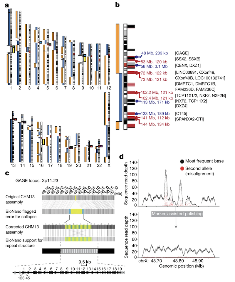 Initial CHM13 X chromosome assembly showing three break locations