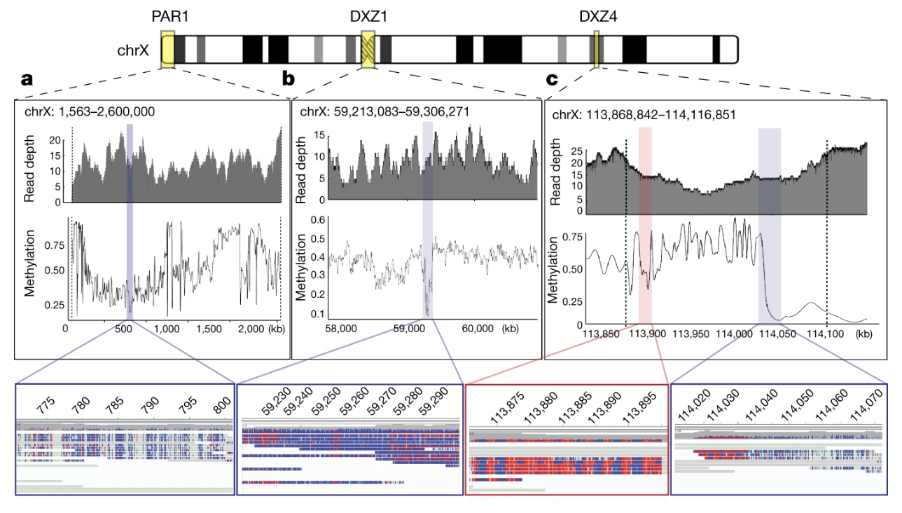 Methylation patterns across the complete X chromosome