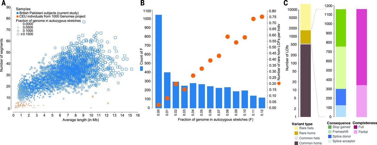 Autozygosity and rare homozygous loss-of-function variants in Pakistani-heritage individuals
