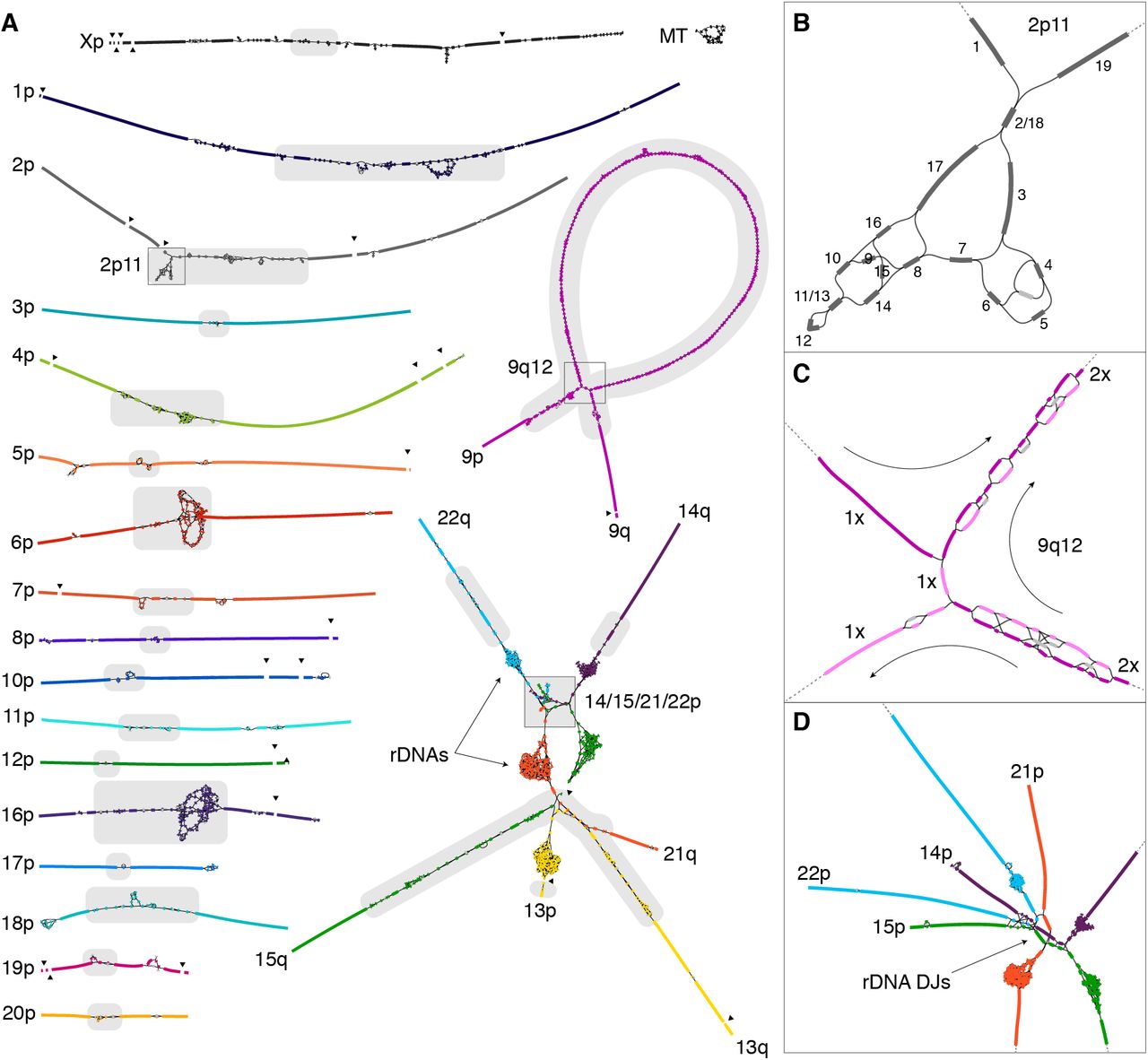 T2T-CHM13 string graph showing tangled repetitive regions