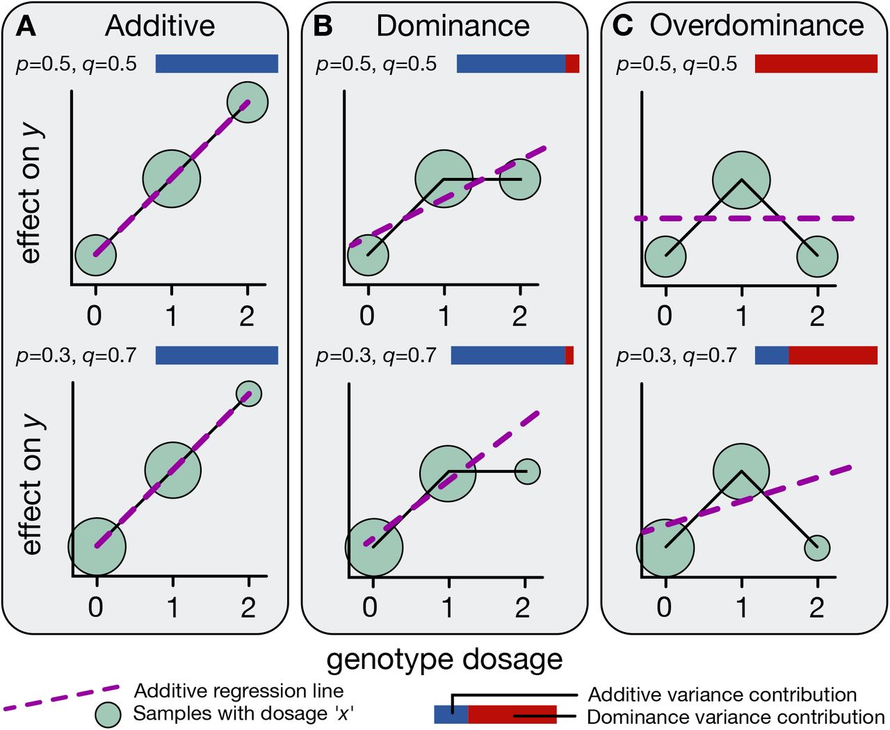 Three modes of allelic effects: additive, dominance, overdominance