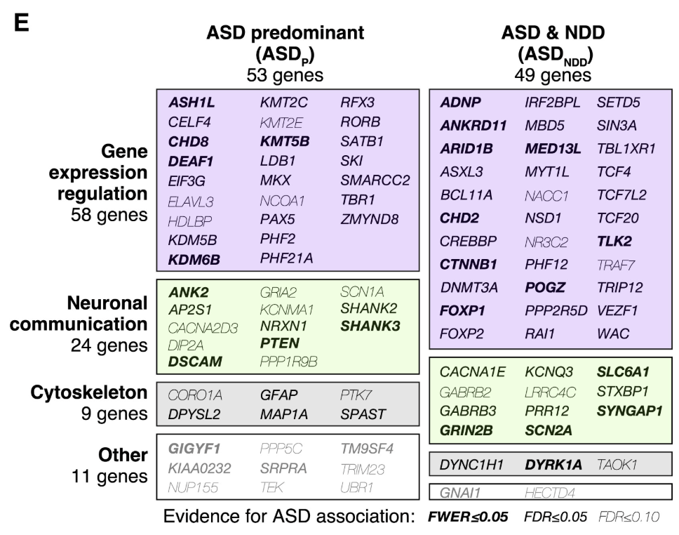 Network of ASD genes converging on synaptic and chromatin pathways