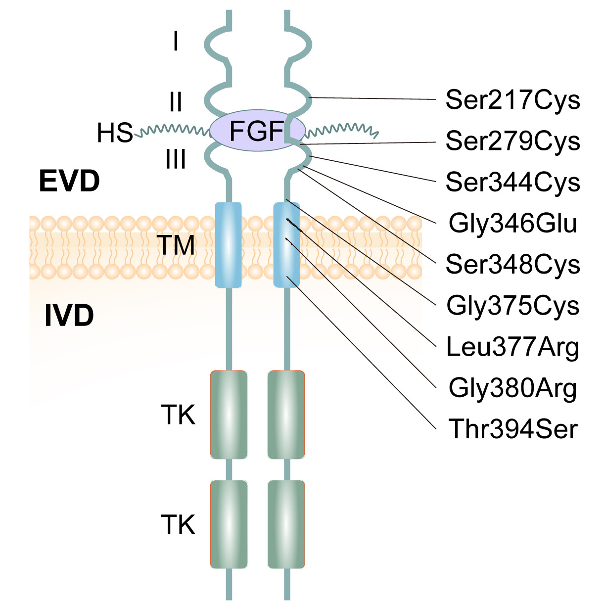 FGFR3 receptor structure with mutation locations