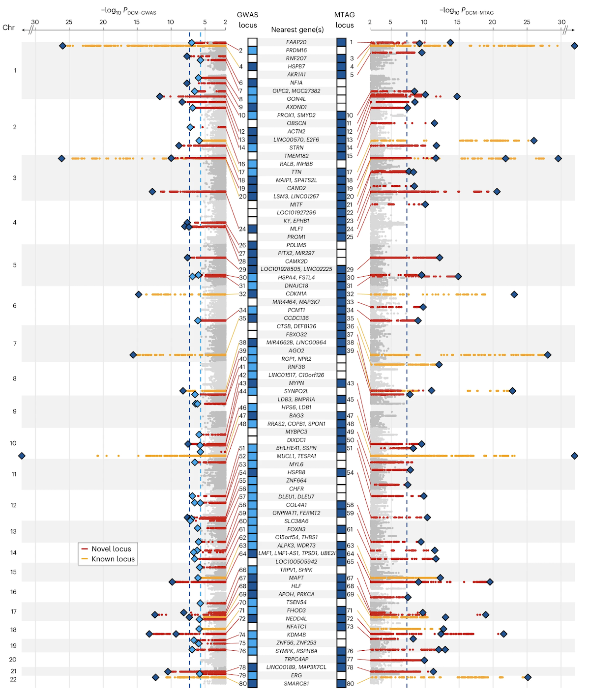 Manhattan plot from a multi-ancestry GWAS of dilated cardiomyopathy