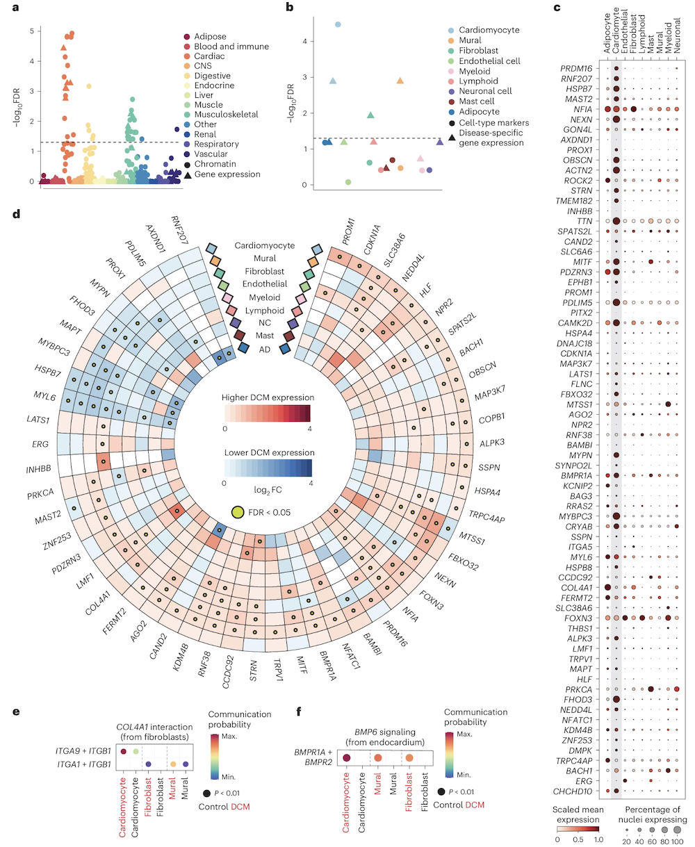 Pathway and cell-type enrichment of DCM-associated genes