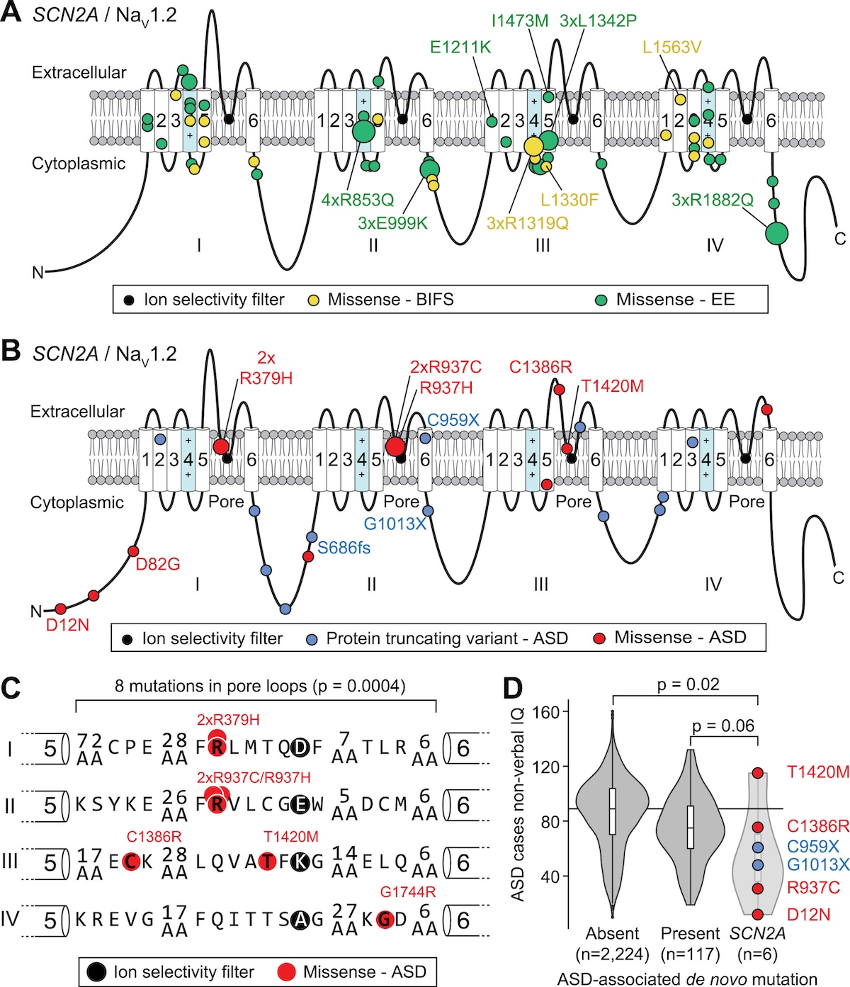 SCN2A variants mapped onto NaV1.2 channel structure
