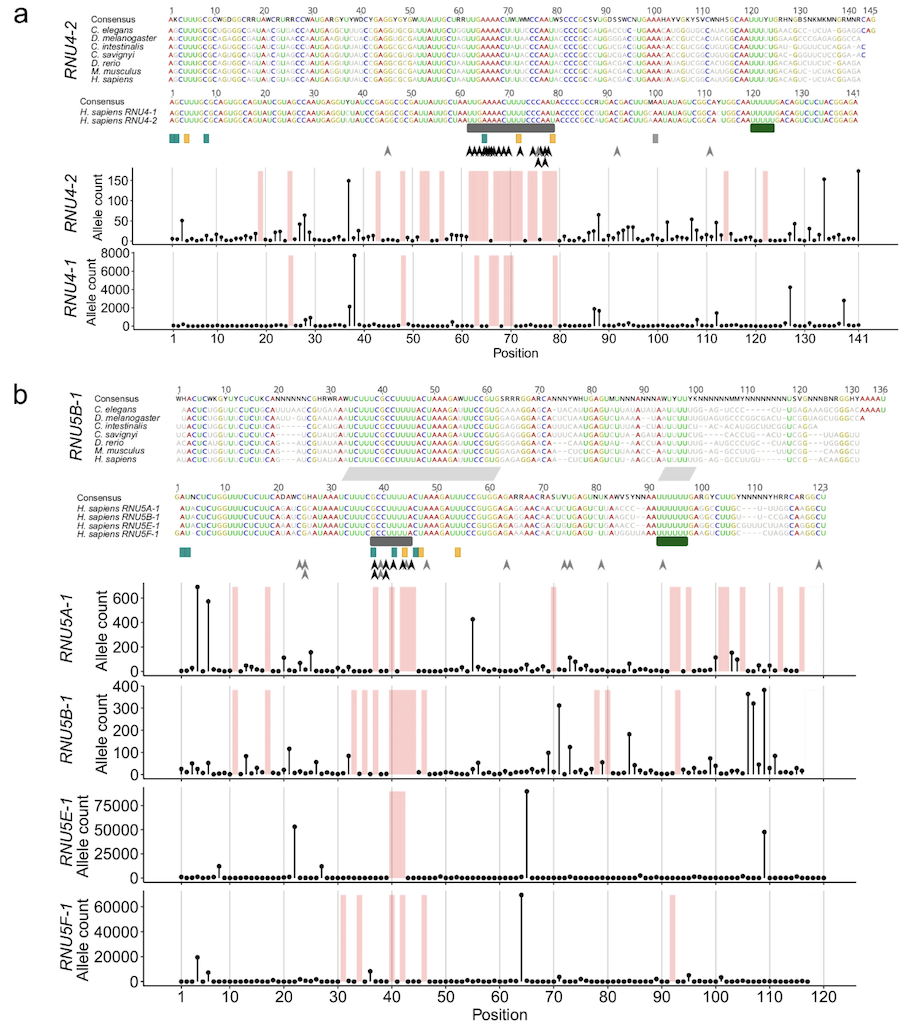 RNU4-2 variants mapped on U4 snRNA secondary structure
