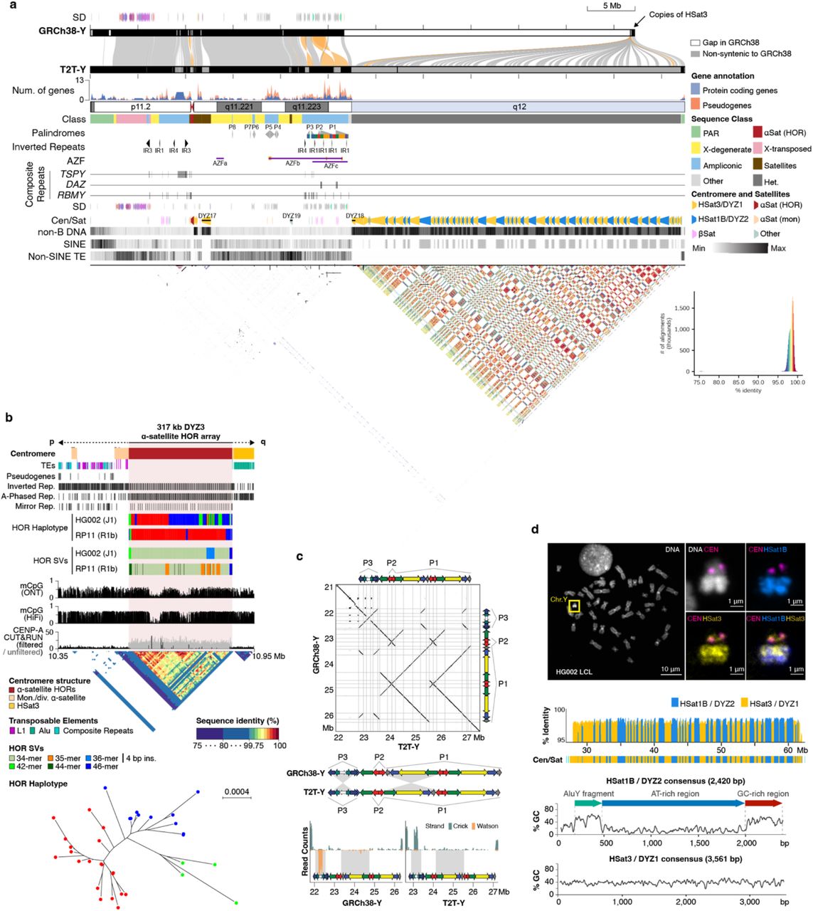 Complete structure of the human Y chromosome from T2T-Y