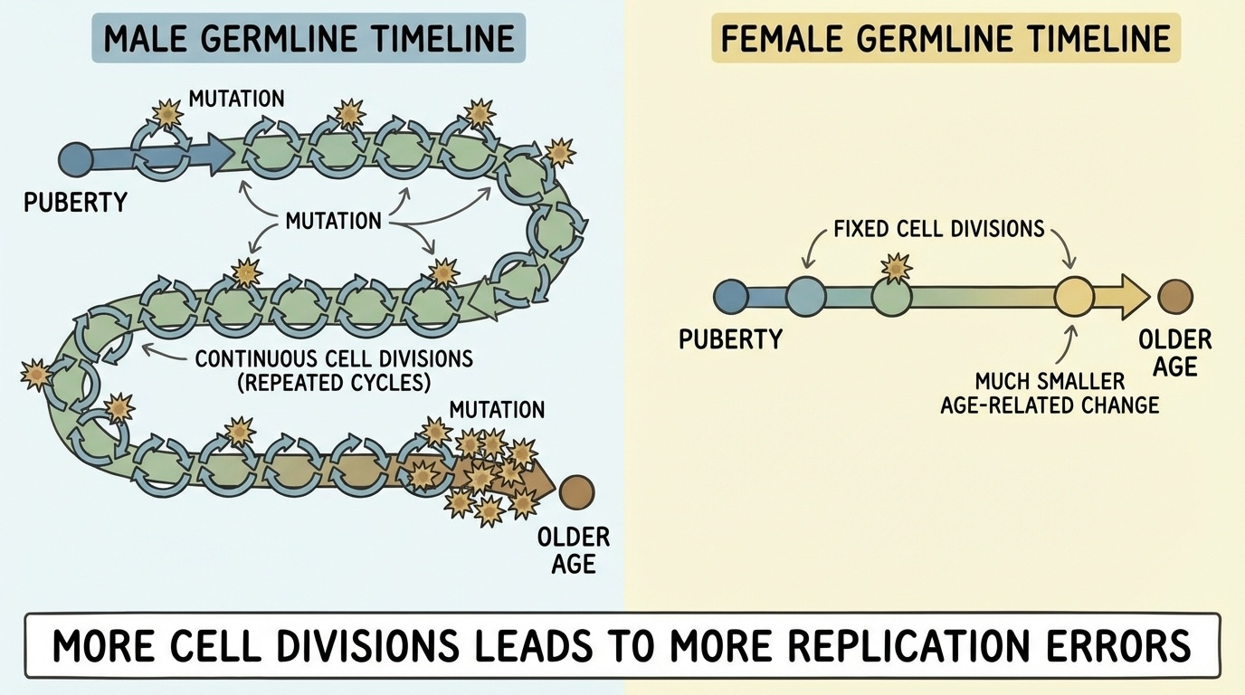 Paternal age effect on de novo mutations vs maternal age